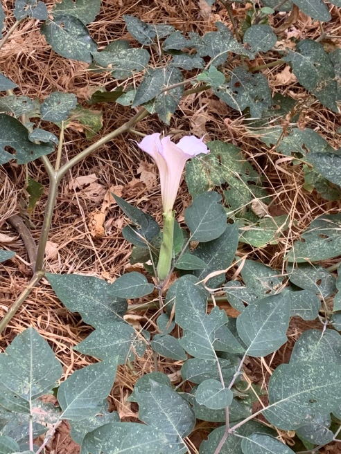 A pink flower blooms among green leaves in Paria Canyon