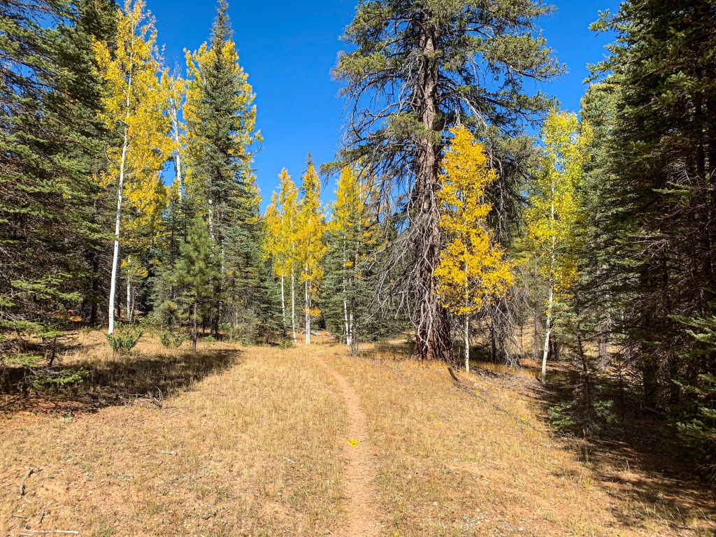 The Arizona Trail cuts through green needled ponderosa pines and golden aspens heading southbound under a brilliant blue sky