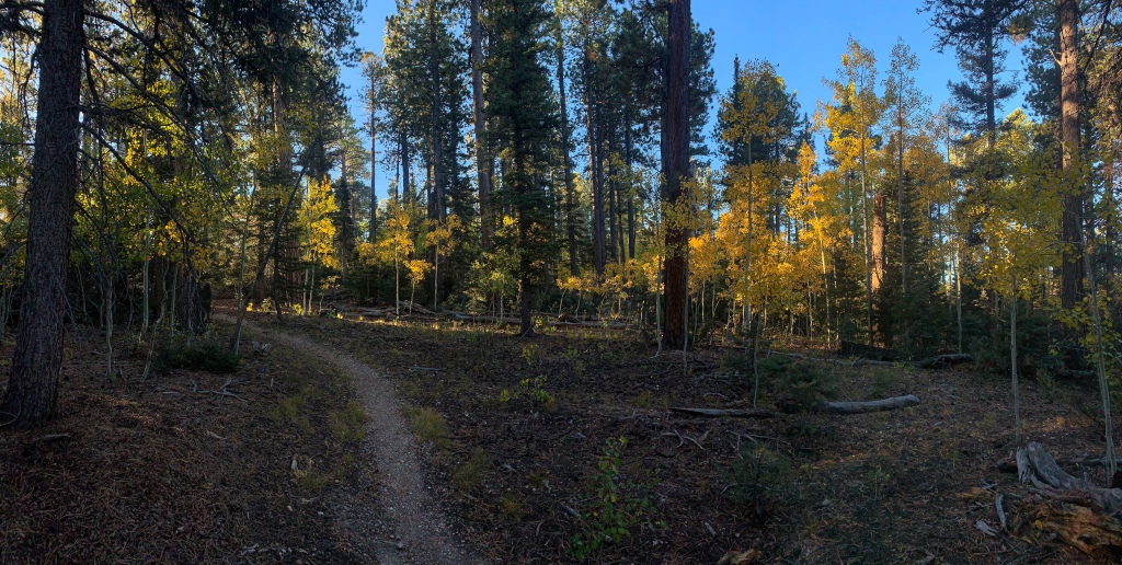 Early morning light illuminates the golden aspen leaves along the Arizona Trail south of Upper Tater Canyon as they stand among dark mixed conifers