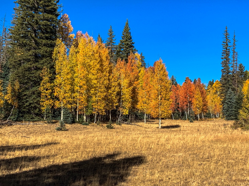 Golden and orange aspens stand among green confiers and golden ricegrass meadows along the Arizona Trail. 