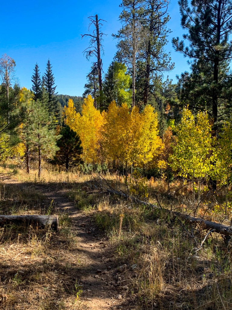Golden aspens stand among green conifers along the Arizona Trail heading toward the North Rim of Grand Canyon