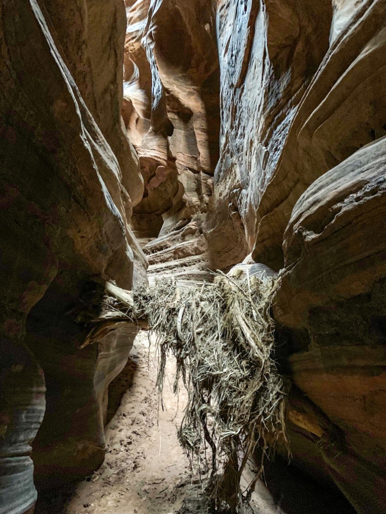A tree or bush is seen lodged between narrow brown rock walls, the remnant of a flash flood in the narrow slot canyon called Buckskin Gulch