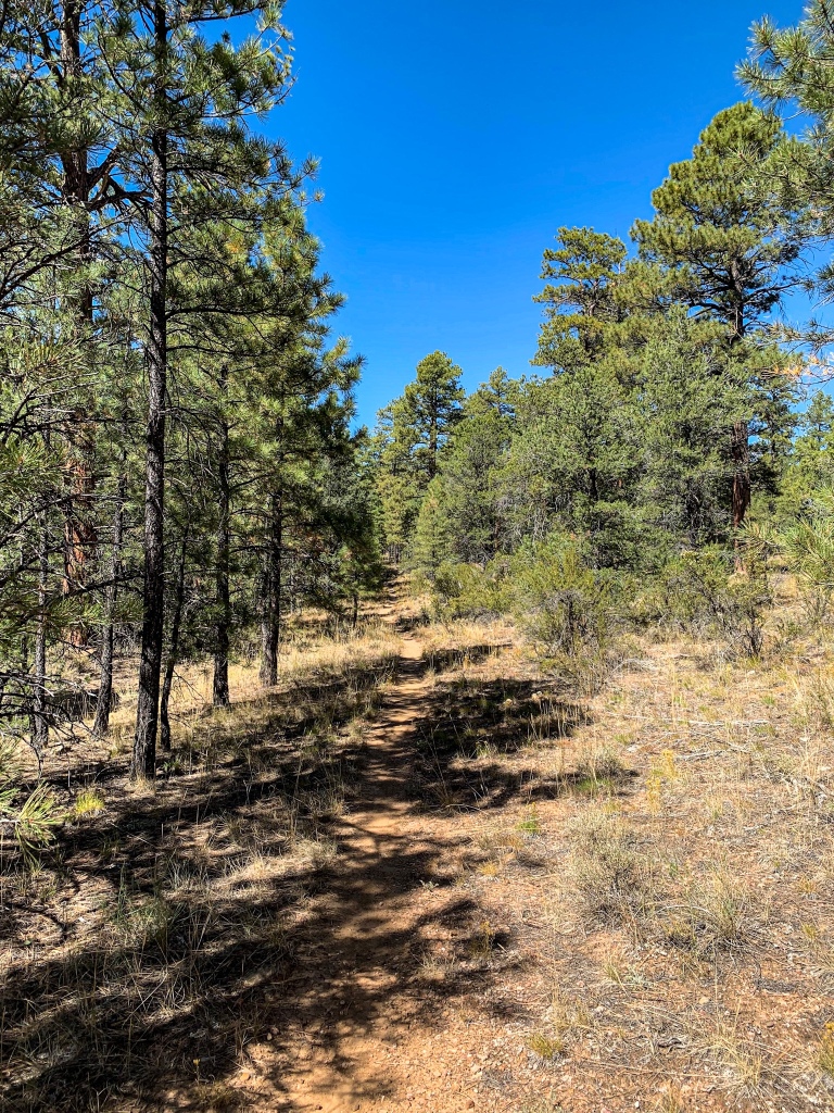 Dusty Arizona Trail runs through green needled ponderosa pines separated by tan ricegrass