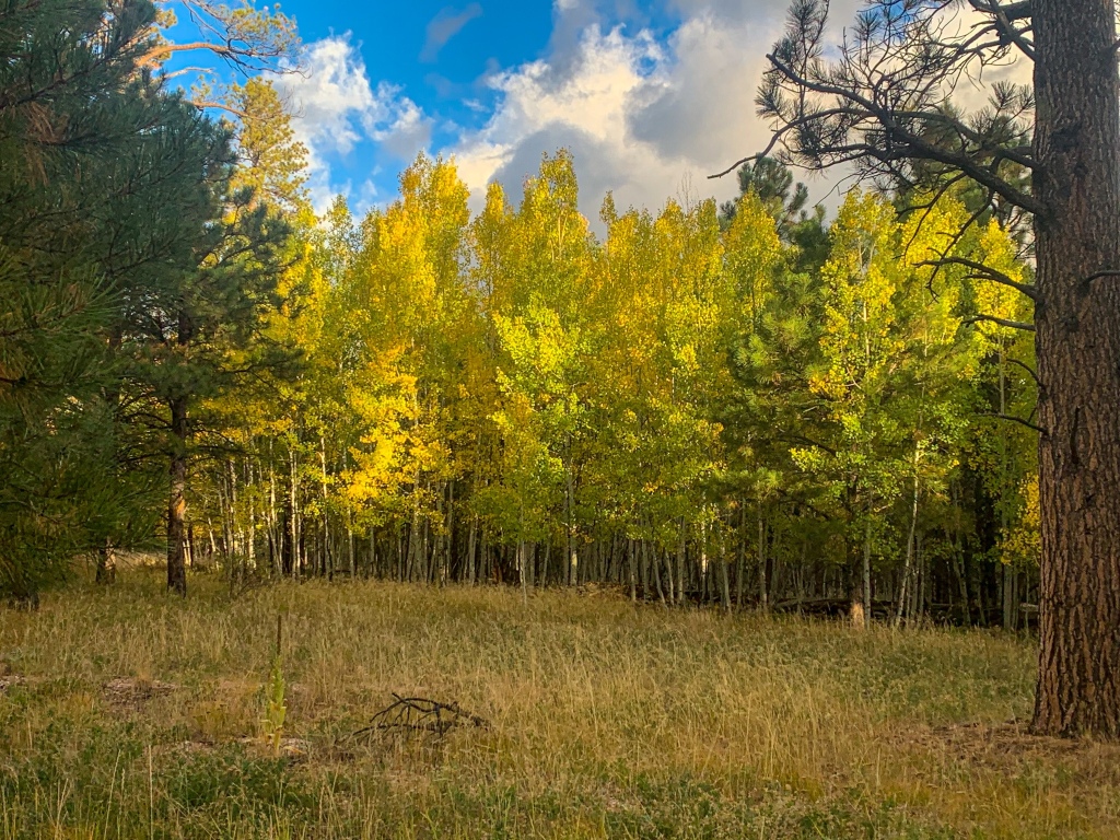 Stands of turning aspen with golden leaves stand among green ponderosa pines beside the Arizona Trail.