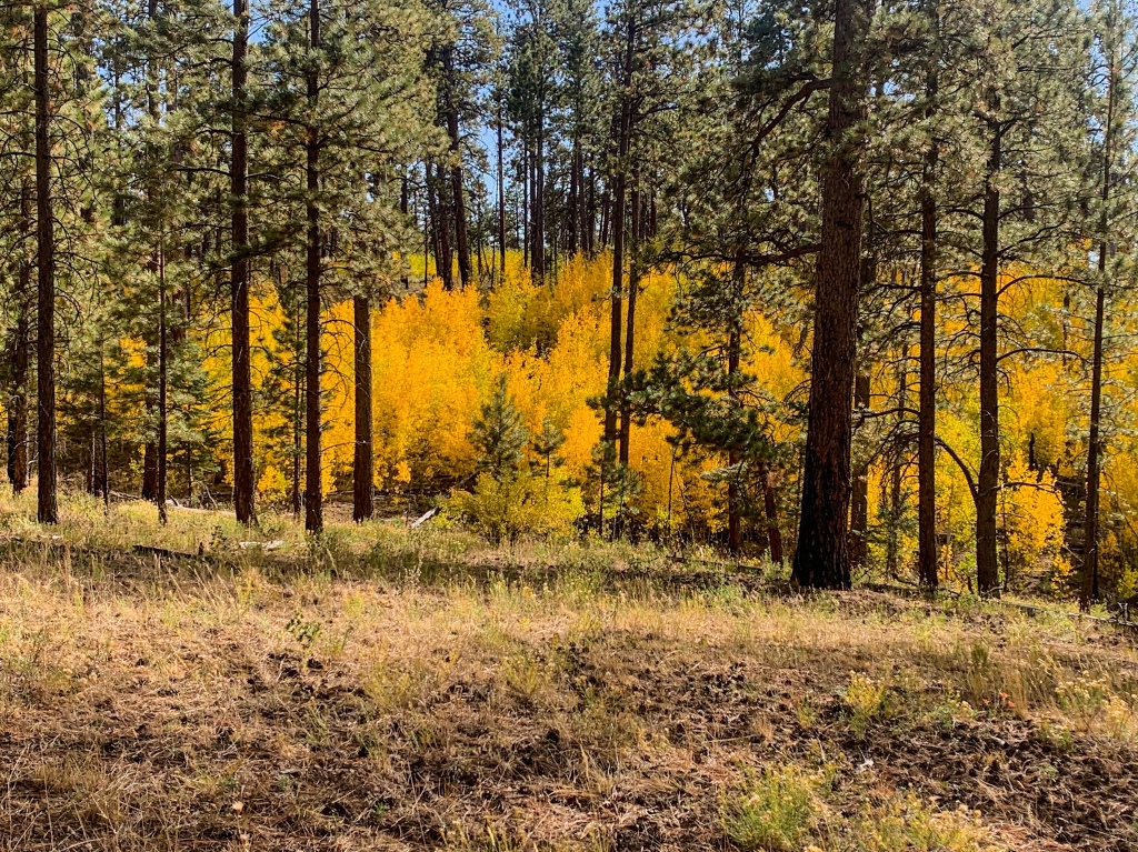 Golden aspens fill the slopes beside the Arizona Trail among ponderosas with their brown trunks and green needles