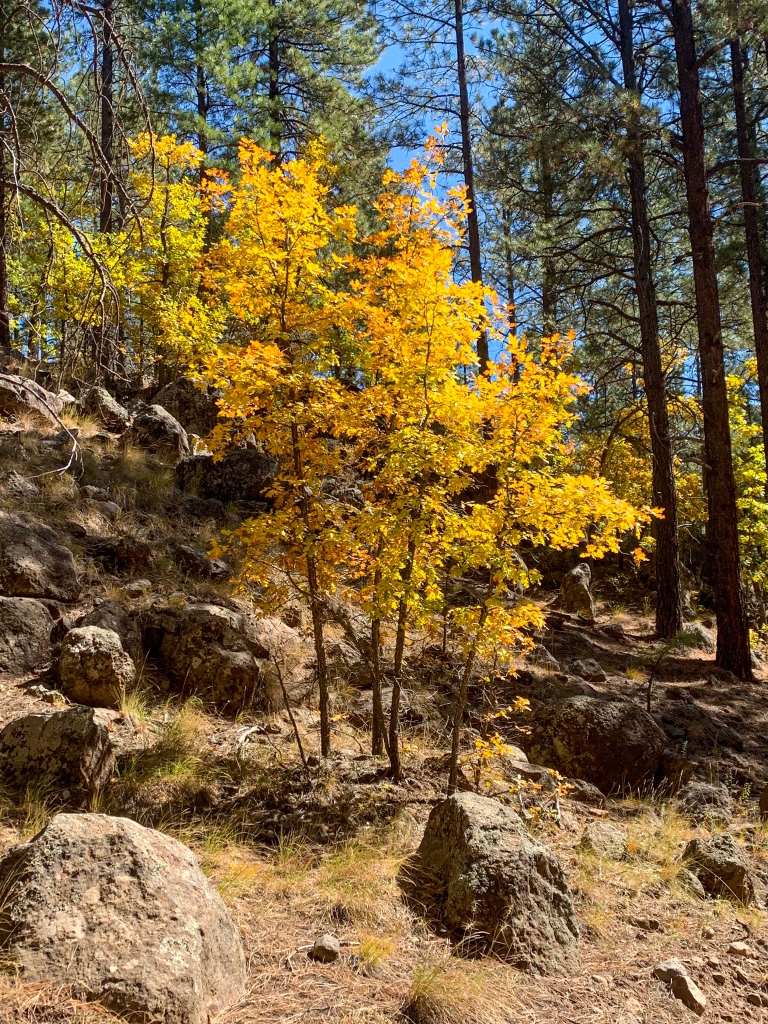 A golden-leafed tree stands on a rocky slope among green pines beside the Arizona Trail.
