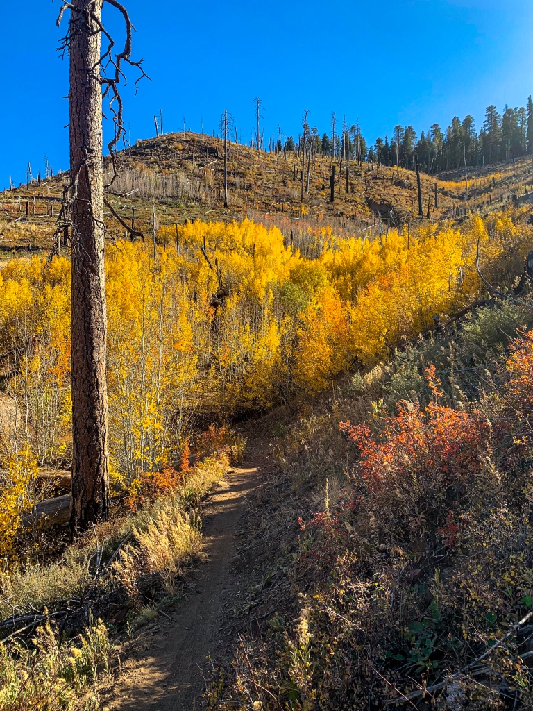 Golden aspens stand against a wildfire-scarred hillside crowned by green ponderosa pines against a blue sky along the Arizona Trail