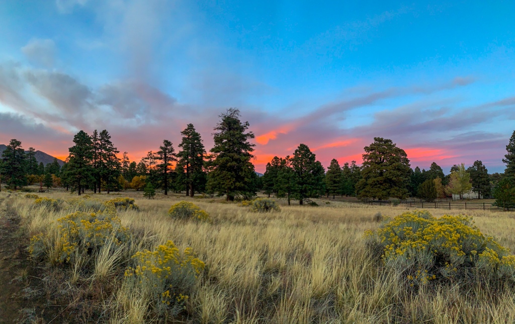 Pink clouds against a blue sky at sunset on the Arizona Trail with blooming wildflowers among brown ricegrass and green ponderosa pines.