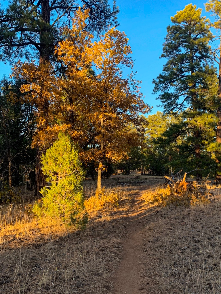 Gambel oaks and ponderosa pines glow gold and green as the Arizona Trail leads ahead through the forested rim of Walnut Canyon.