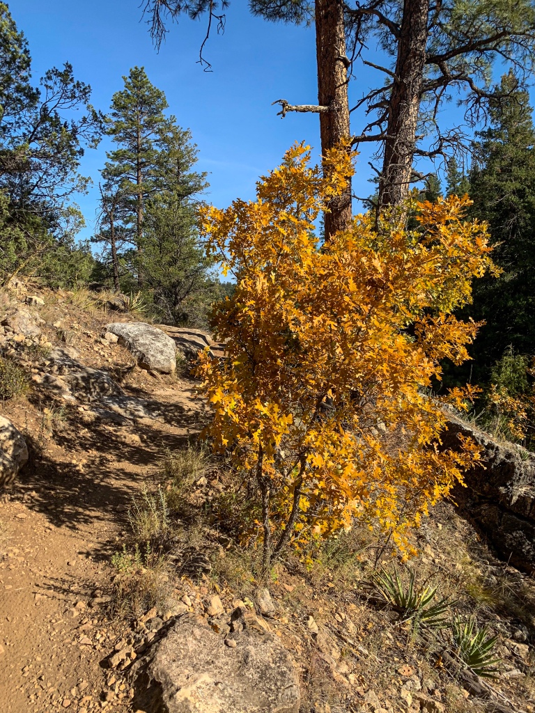 Golden gambel oaks beside the Arizona Trail