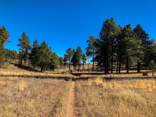 The Arizona Trail leads ahead through well-spaced green ponderosa among brown ricegrass against a brilliant cloudless blue sky.