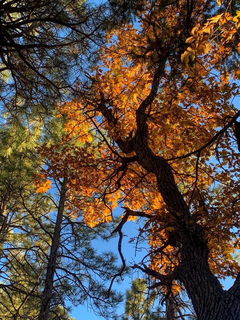 Sunlight illuminates the golden leaves of the gambel oak along the Arizona Trail