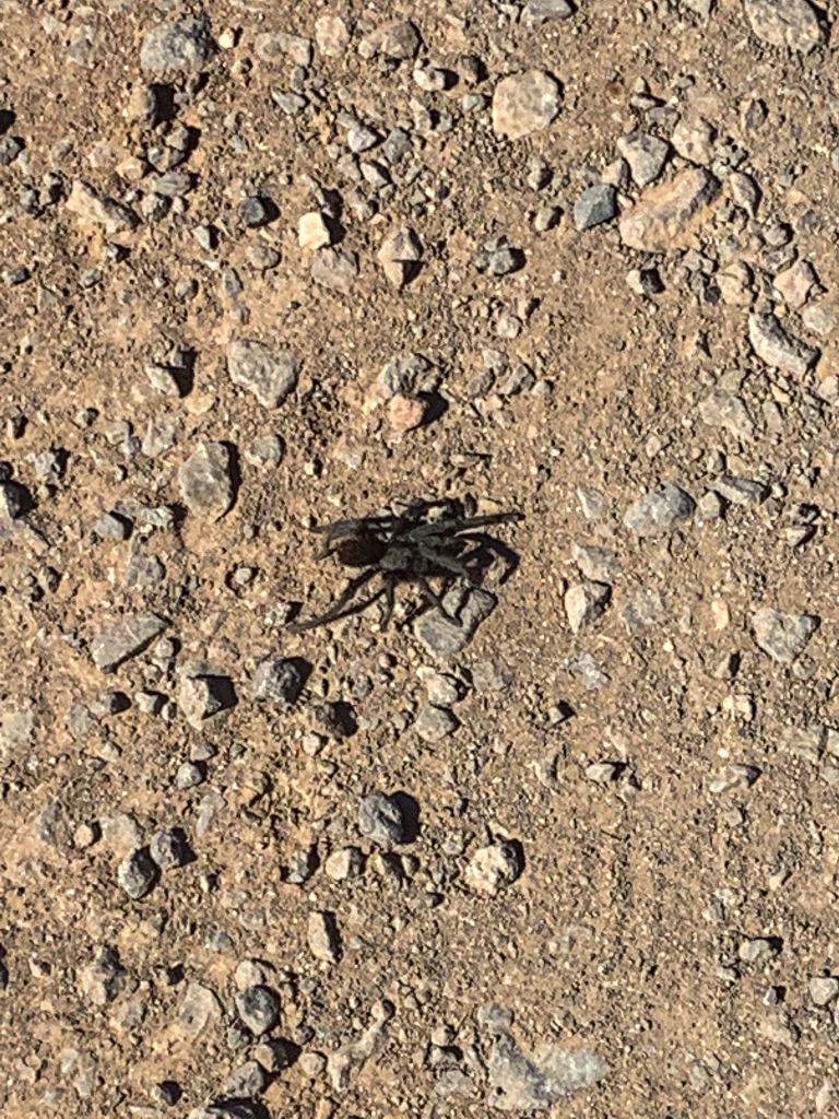 A black, furry-looking spider crosses a gravelly-dirt section of the Arizona Trail