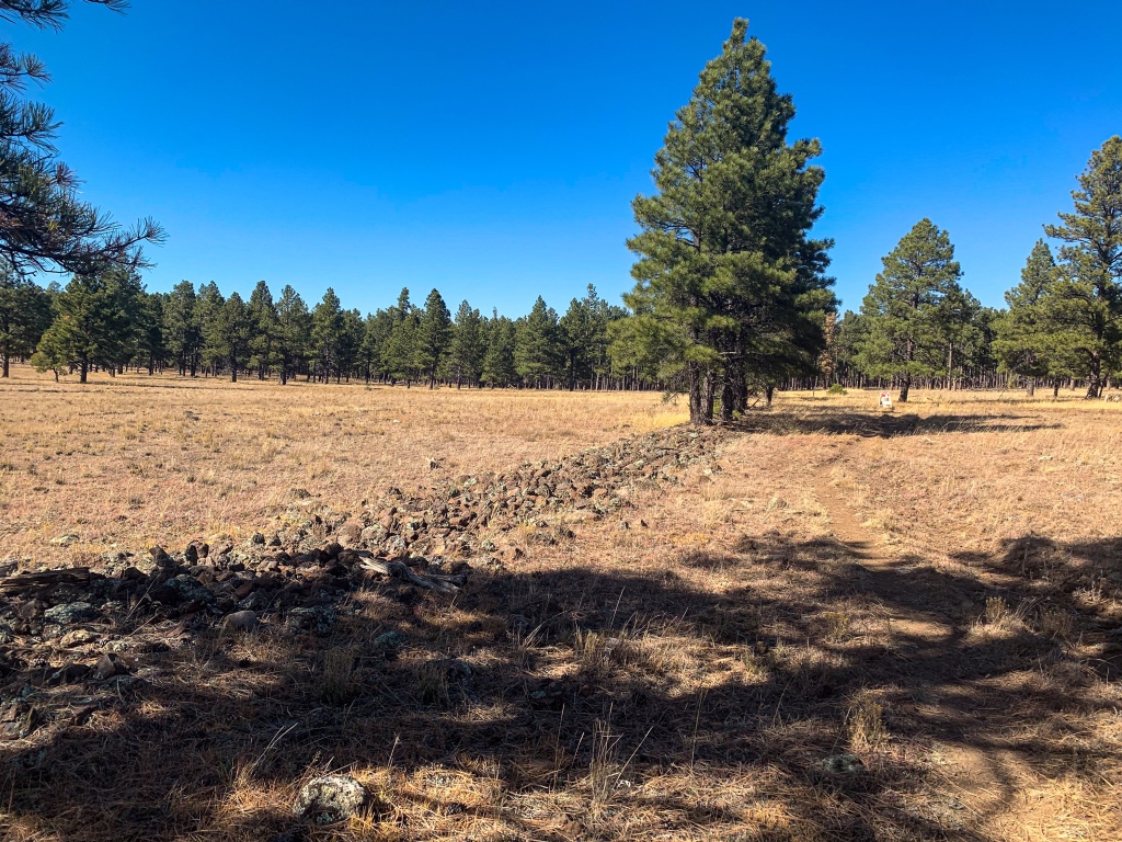 Stones arranged in a line show the bed of an old logging railroad (ties removed) beside the Arizona Trail running through ricegrass meadows amid green ponderosa pines under a brilliant blue sky