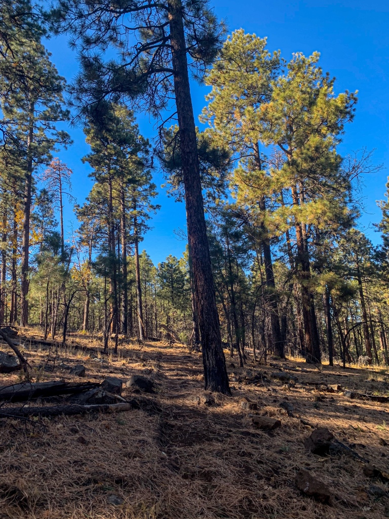 Arizona Trail singletrack covered in a bed of brown ponderosa pine needles climbs a rolling hill beneath tall ponderosas with glowing green needles in the light.
