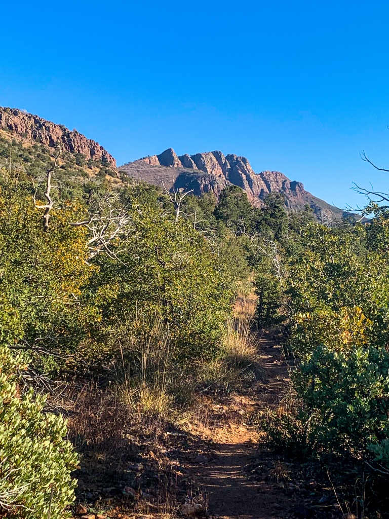 A dirt section of the Arizona Trail traces forward between green shrubs toward a jagged mountain rising above.  
