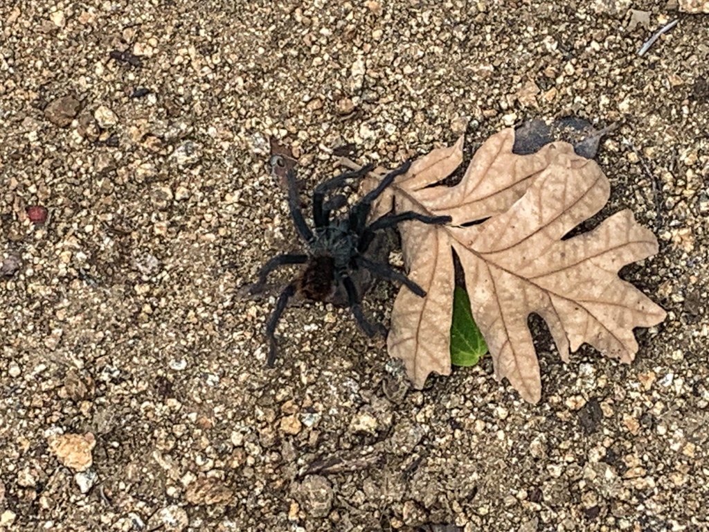 Black tarantula spider crossing the Arizona Trail